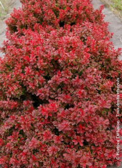 epine-vinette-de-thunberg-admiration-berberis-thunbergii-admiration.jpg