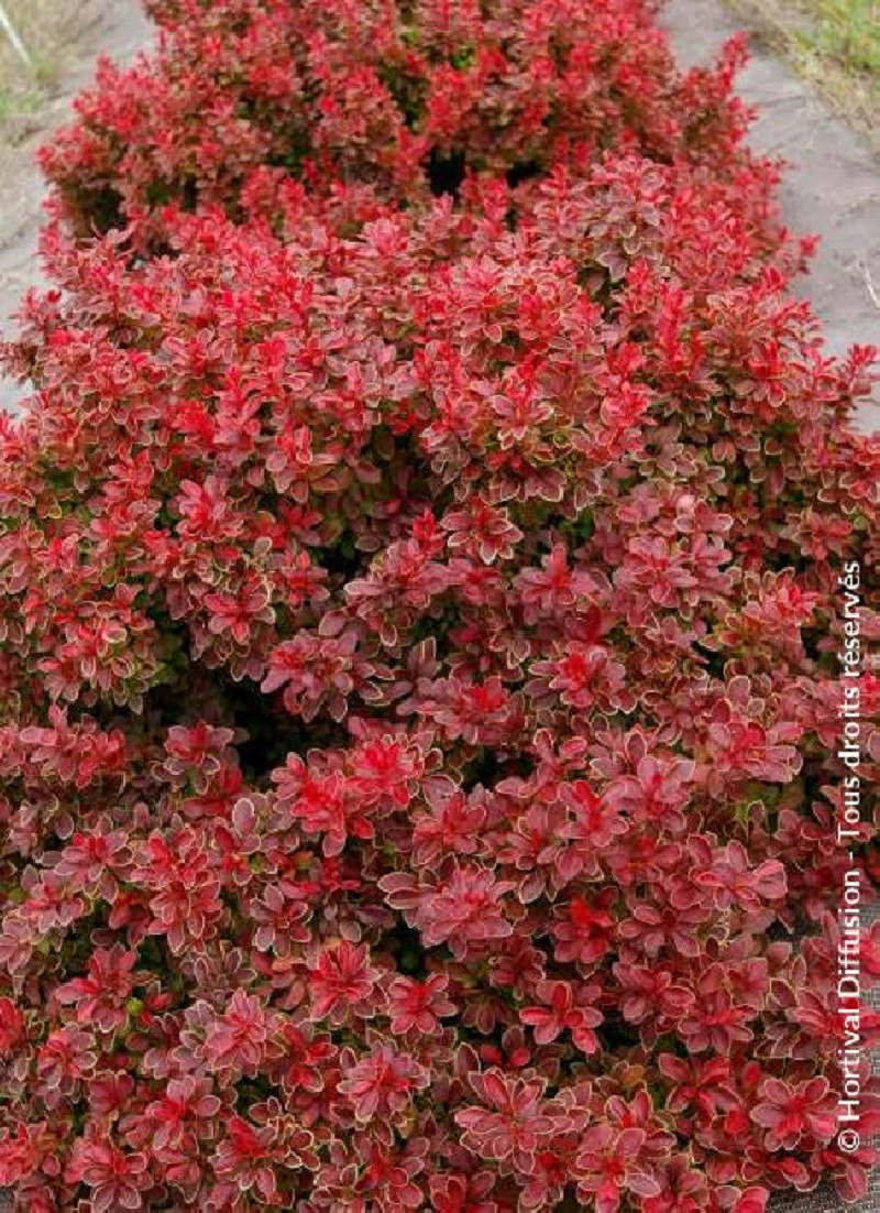 BERBERIS thunbergii ADMIRATION