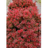 BERBERIS thunbergii ADMIRATION
