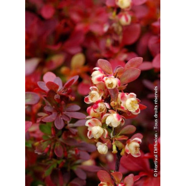 BERBERIS thunbergii ADMIRATION (Épine vinette)