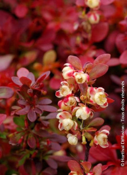 epine-vinette-de-thunberg-admiration-berberis-thunbergii-admiration-1.jpg