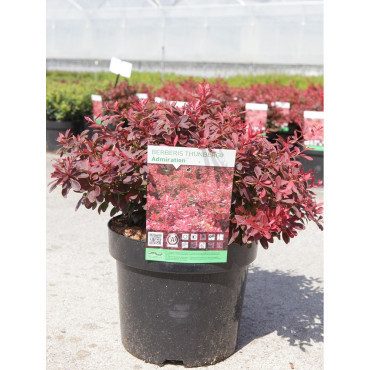 BERBERIS thunbergii ADMIRATION En pot de 3-4 litres buisson diamètre 025-030 cm