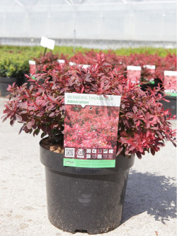 BERBERIS thunbergii ADMIRATION En pot de 3-4 litres buisson diamètre 025-030 cm
