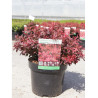 BERBERIS thunbergii ADMIRATION (Épine vinette) En pot de 3-4 litres forme buisson