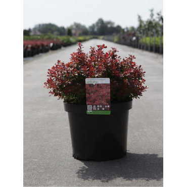 BERBERIS thunbergii ADMIRATION En pot de 10-12 litres buisson diamètre 030-040 cm
