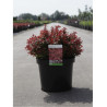 BERBERIS thunbergii ADMIRATION (Épine vinette) En pot de 10-12 litres forme buisson