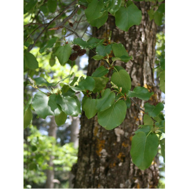 ALNUS cordata (Aulne à feuilles en coeur)