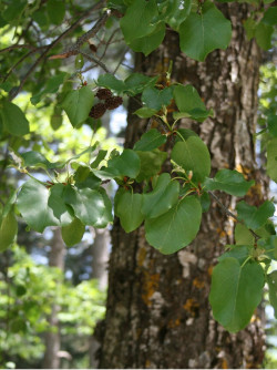 aulne-de-corse-alnus-cordata-1.jpg