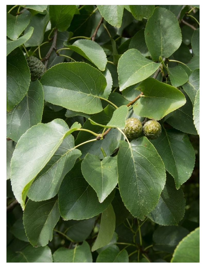 ALNUS cordata (Aulne à feuilles en coeur)