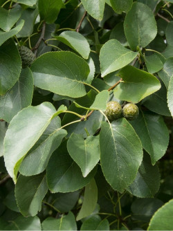 aulne-de-corse-alnus-cordata.jpg