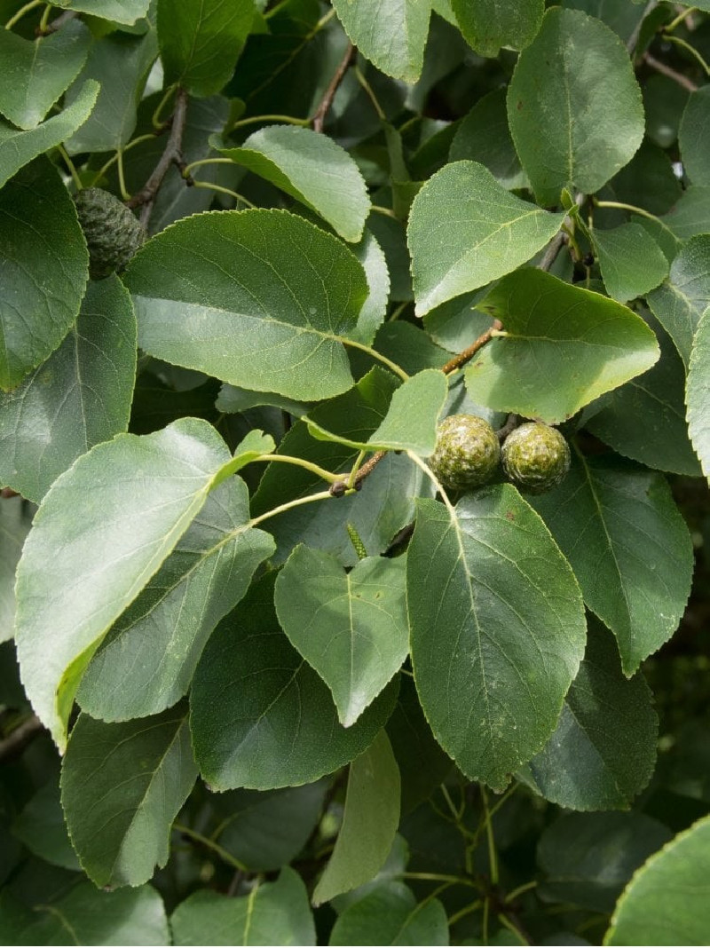 ALNUS cordata