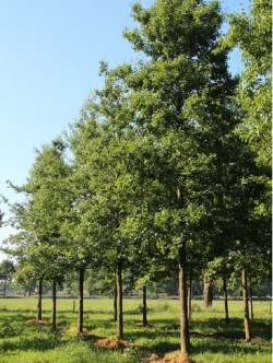 aulne-de-corse-alnus-cordata-2.jpg