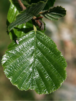 aulne-glutineux-alnus-glutinosa-3.jpg