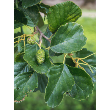 ALNUS glutinosa (Aulne glutineux)