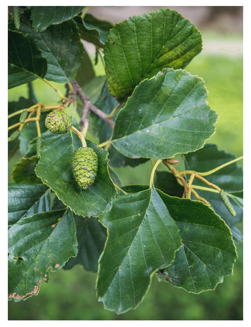 ALNUS glutinosa (Aulne glutineux)