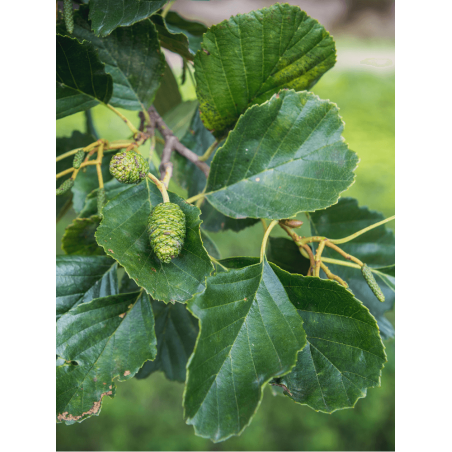 ALNUS glutinosa (Aulne glutineux)