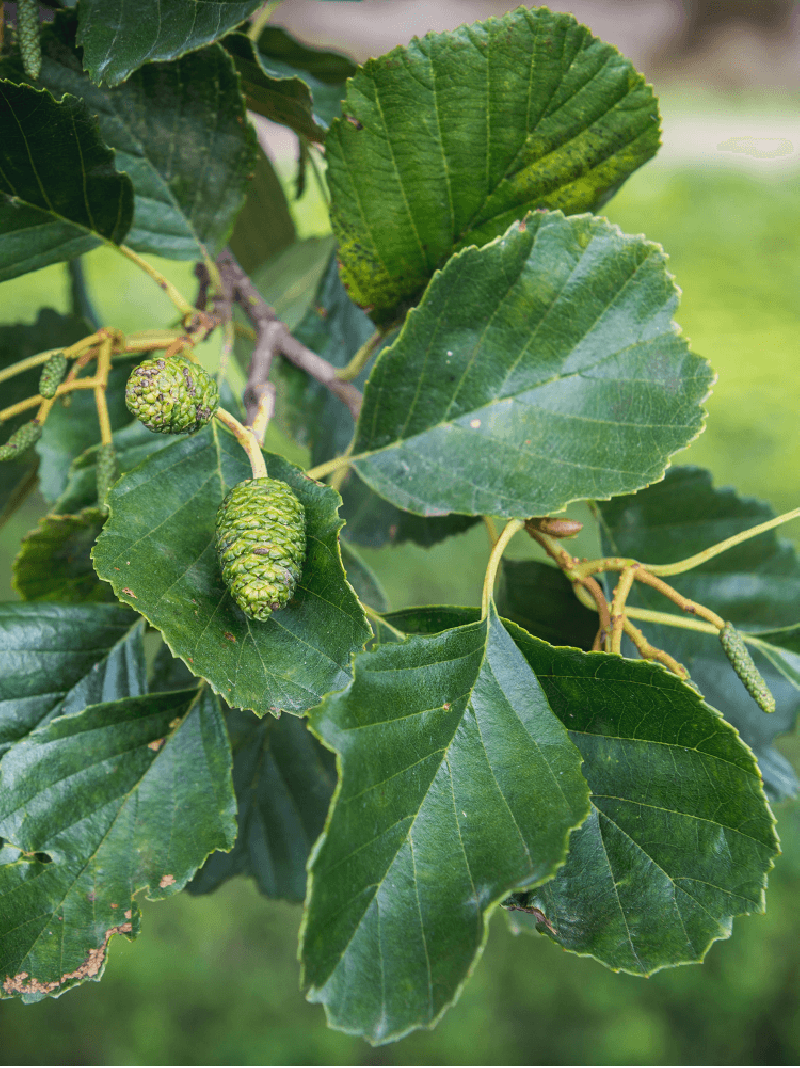 aulne-glutineux-alnus-glutinosa.jpg