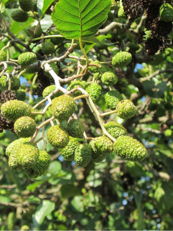 aulne-glutineux-alnus-glutinosa-2.jpg