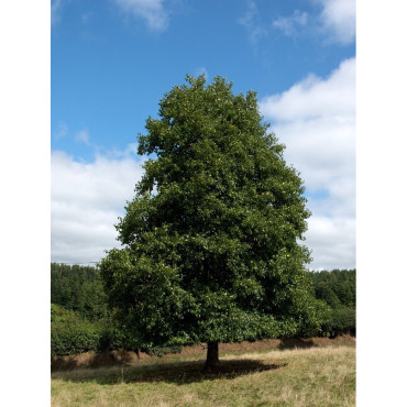 ALNUS glutinosa (Aulne glutineux)