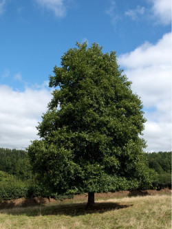 ALNUS glutinosa