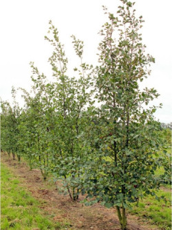 aulne-blanc-alnus-incana-2.jpg
