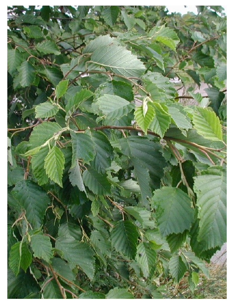 ALNUS incana (Aulne blanc)