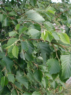 ALNUS incana