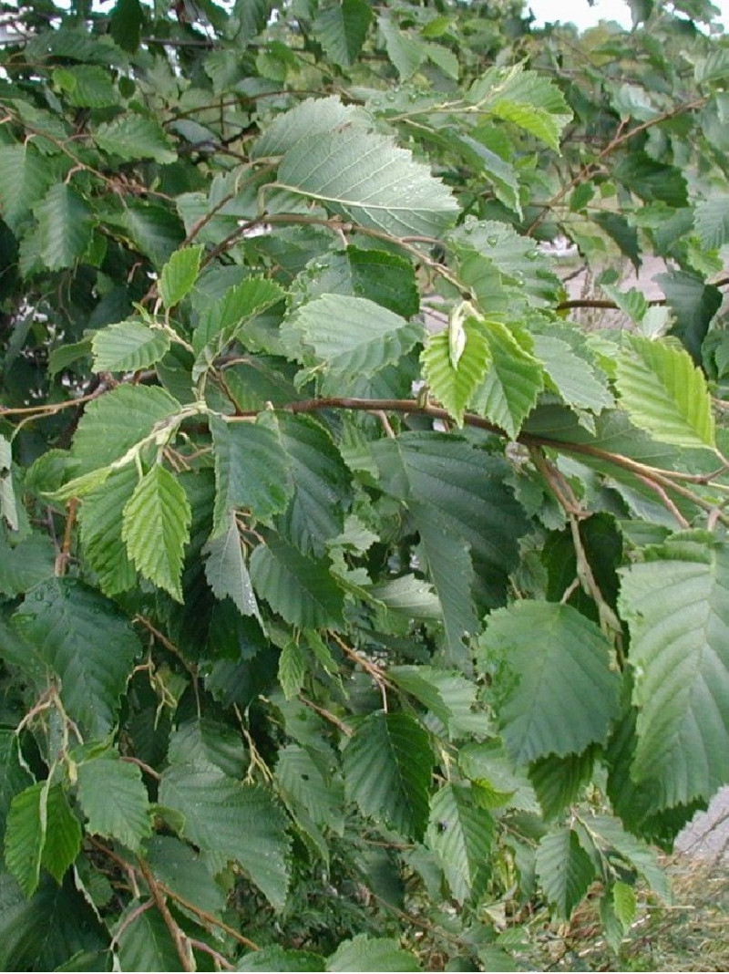 aulne-blanc-alnus-incana.jpg