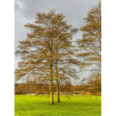 ALNUS incana (Aulne blanc)