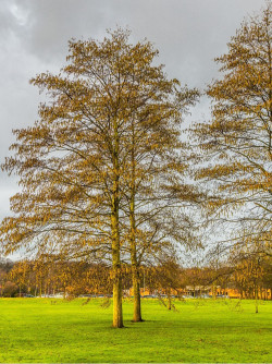 aulne-blanc-alnus-incana-1.jpg