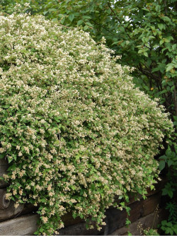 STEPHANANDRA incisa CRISPA