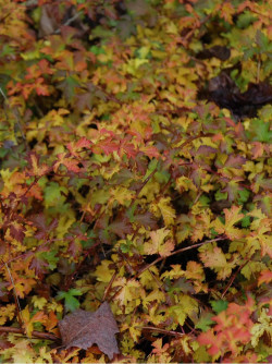 STEPHANANDRA incisa CRISPA