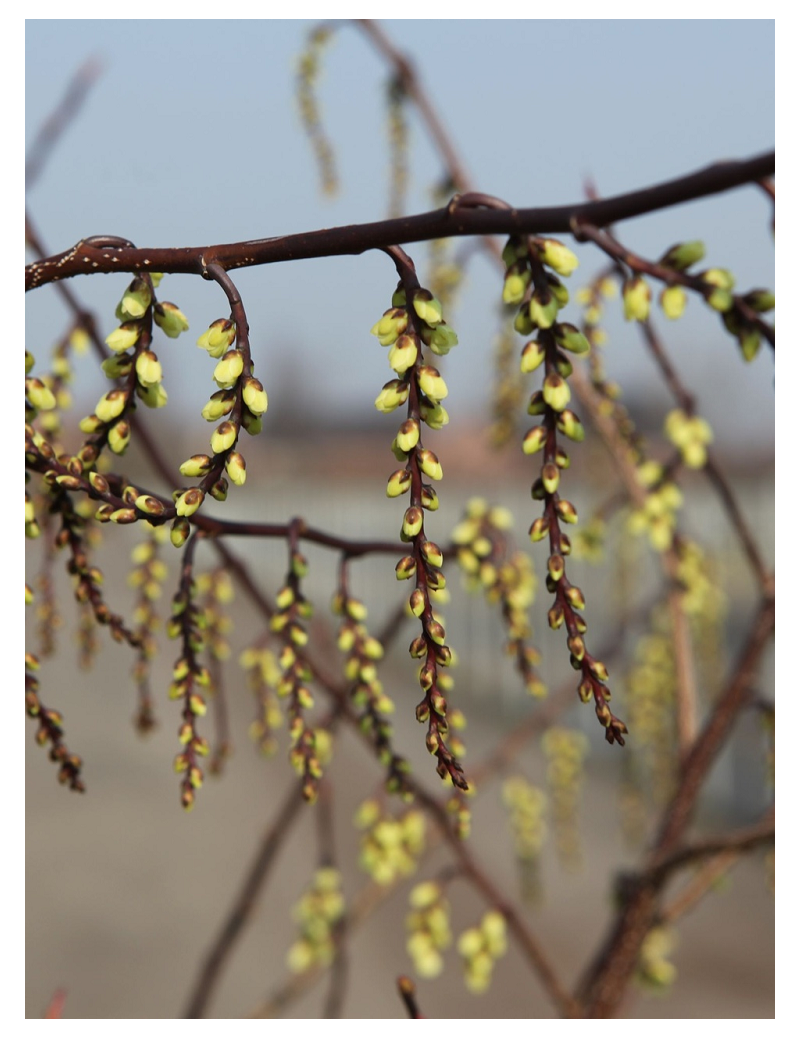 STACHYURUS chinensis CELINA (Stachyurus)