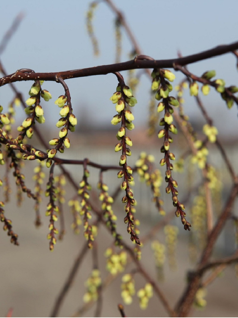 STACHYURUS chinensis CELINA