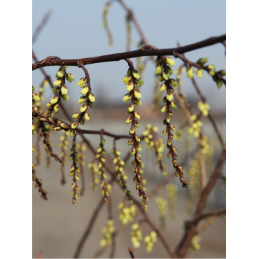 STACHYURUS chinensis CELINA (Stachyurus)