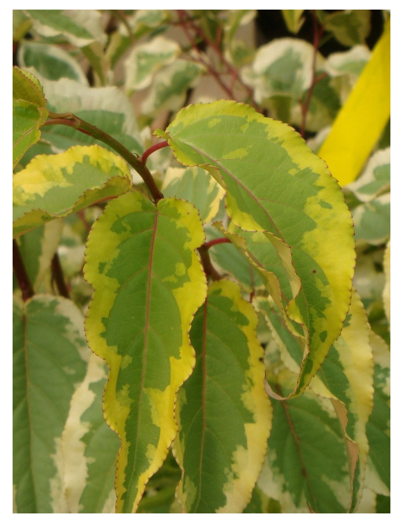 STACHYURUS chinensis JOY FOREVER (Stachyurus)