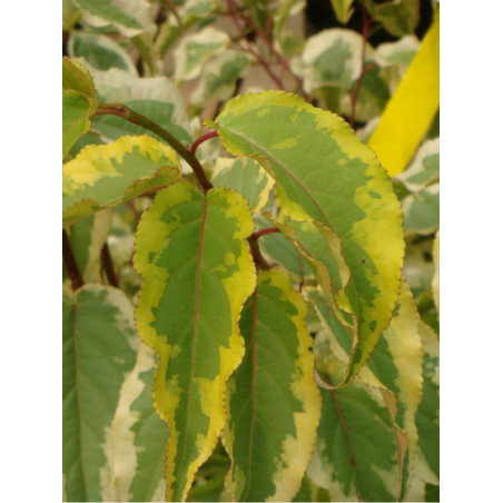 STACHYURUS chinensis JOY FOREVER (Stachyurus)