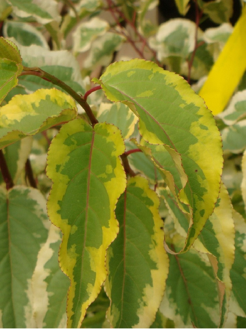 STACHYURUS chinensis JOY FOREVER