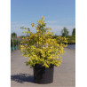 SPIRAEA vanhouttei GOLD FOUNTAIN (Spirée) En pot de 10-12 litres forme buisson extra