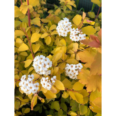 SPIRAEA vanhouttei GOLD FOUNTAIN (Spirée)