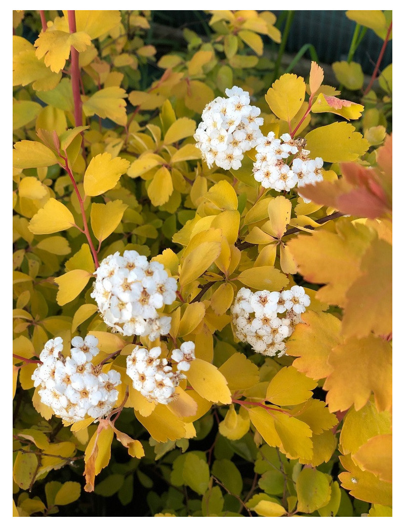 SPIRAEA vanhouttei GOLD FOUNTAIN (Spirée)