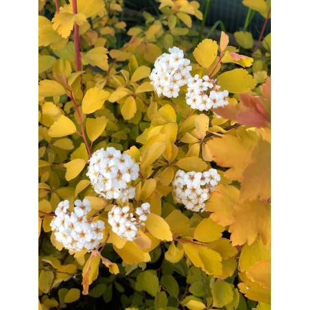 SPIRAEA vanhouttei GOLD FOUNTAIN (Spirée)