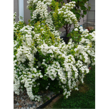 SPIRAEA vanhouttei GOLD FOUNTAIN (Spirée)