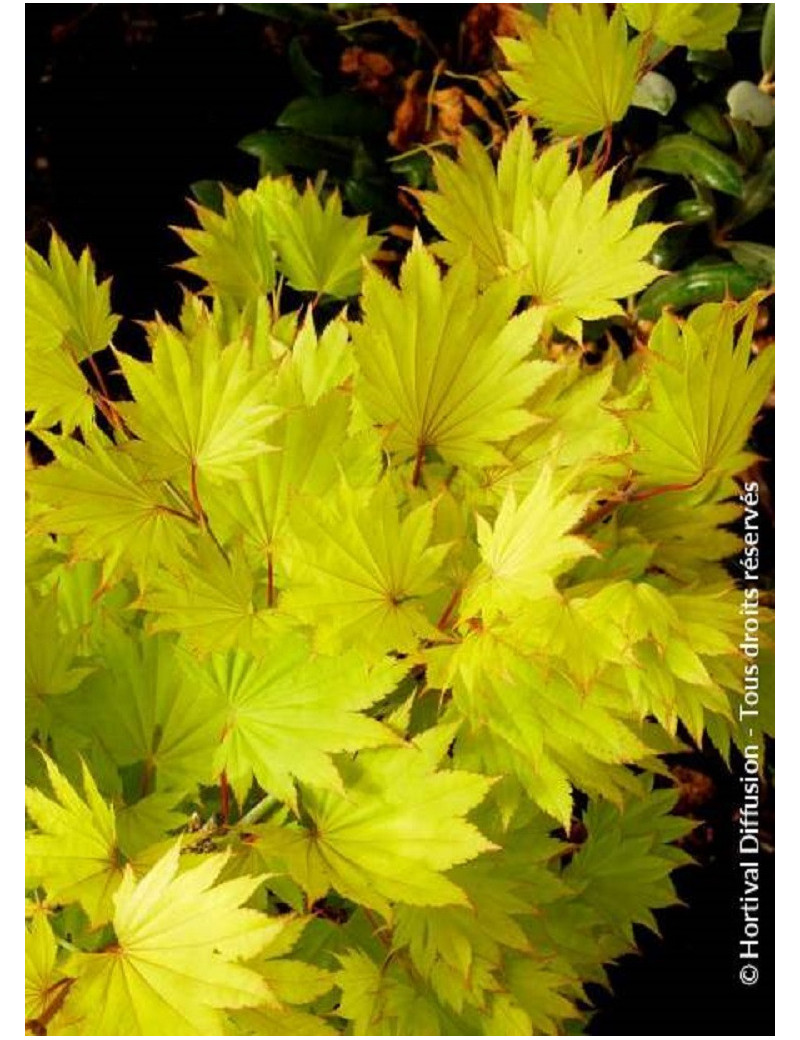 ACER shirasawanum AUREUM (Érable du Japon doré)