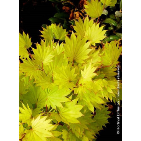 ACER shirasawanum AUREUM (Érable du Japon doré)