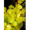 ACER shirasawanum AUREUM (Érable du Japon doré)