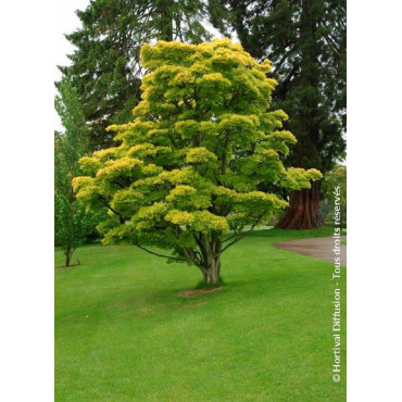 ACER shirasawanum AUREUM (Érable du Japon doré)