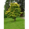 ACER shirasawanum AUREUM (Érable du Japon doré)