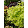 ACER shirasawanum AUREUM (Érable du Japon doré)