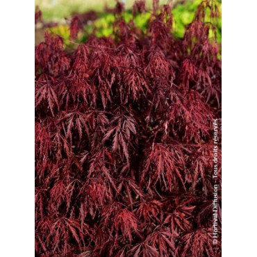 ACER palmatum DISSECTUM FIRECRACKER (Érable du Japon)